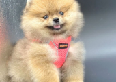 Safkan Pomeranian Boo Yavrularımız